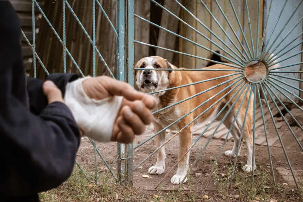 6 Most Common Dog Bite Injuries in Connecticut
